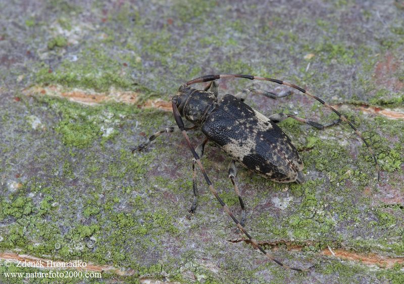 kozlíček, Leiopus linnei, Cerambycidae, Acanthocinini (Brouci, Coleoptera)